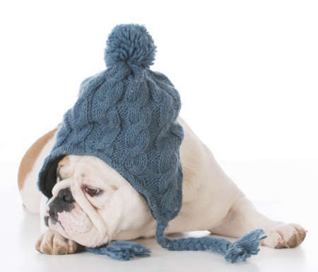 bulldog wearing winter hat on white backgroundの写真素材