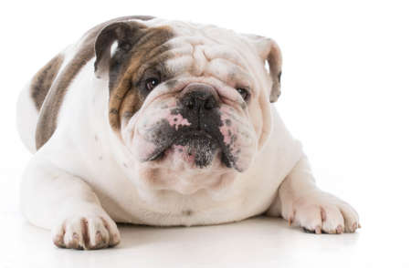 bulldog looking at viewer on white backgroundの写真素材