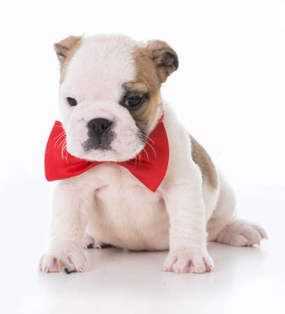 english bulldog puppy wearing red bowtie on white backgroundの写真素材