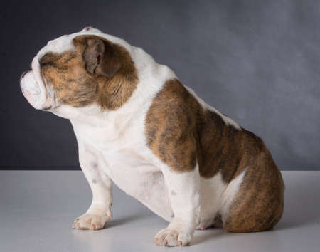 english bulldog puppy sitting on black backgroundの写真素材