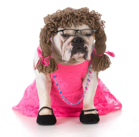 female bulldog wearing pink dress sitting on white backgroundの写真素材