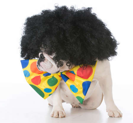 bulldog dressed like a clown on white backgroundの写真素材