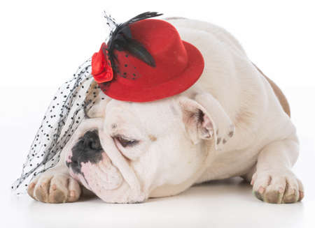 female bulldog laying down wearing hat on white backgroundの写真素材