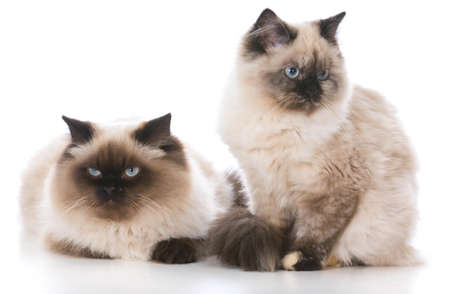 two ragdoll kittens isolated on whiteの写真素材