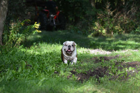 bulldog with happy expression outside in the woodsの写真素材