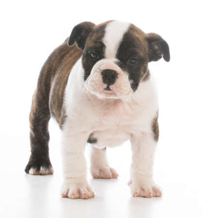 adorable bulldog puppy standing on white backgroundの写真素材