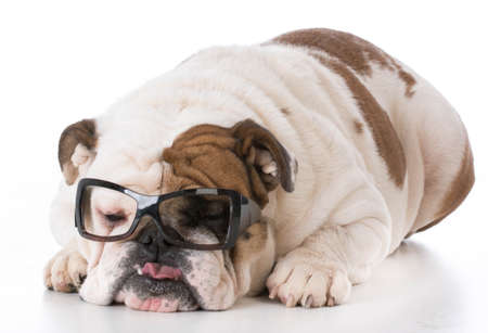 bulldog wearing glasses on white backgroundの写真素材