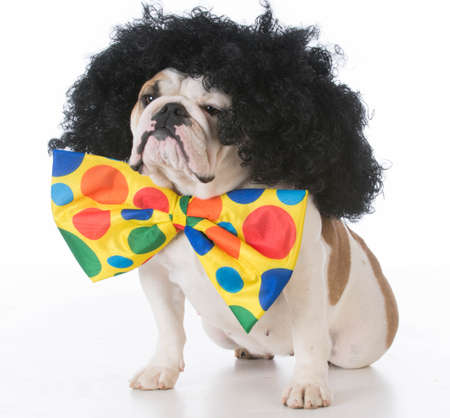 bulldog dressed like a clown on white backgroundの写真素材