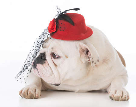 female bulldog laying down wearing hat on white backgroundの写真素材