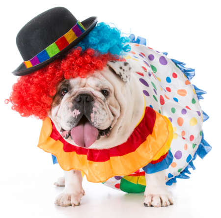 bulldog wearing clown costume on white backgroundの写真素材