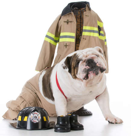 bulldog ssed like a firefighter on white backgroundの写真素材