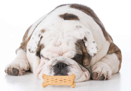 bulldog bored with a dog bone on white backgroundの写真素材