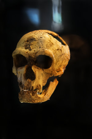 reconstructed skull. skull of homo floresiensis. archeology and paleontology conceptの写真素材