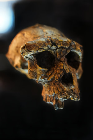 skull, reconstructed prehistoric skull. sahelanthropus tchadensis. archeology and paleontology conceptの写真素材