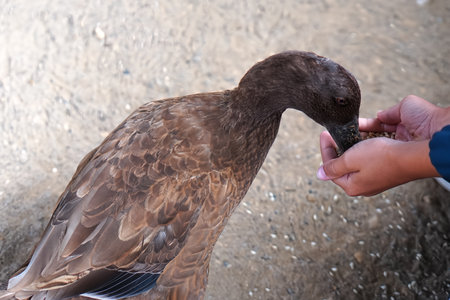 hands of a child feeding a duck at a center for the recovery of injured and abandoned animals. environmental education conceptの写真素材