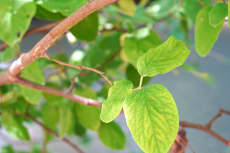close up of leaves of quince tree, Cydonia oblonga, a small to medium sized fruit tree,の写真素材