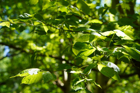 Detailed view of compound green leaves from a box elder tree (Acer negundo), a fast-growing maple species.の写真素材