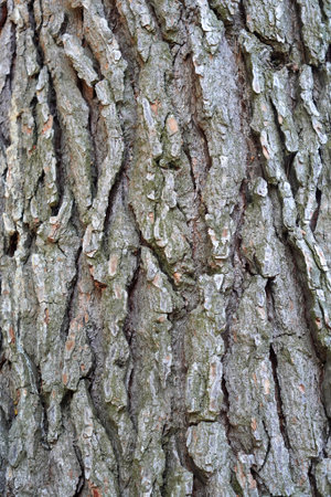 natural log texture background texture of Catalpa speciosa log textureの写真素材
