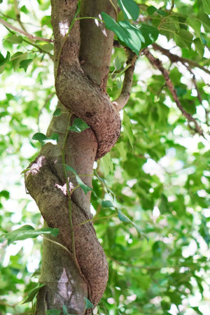 climbing plant âmonkey ladderâ twined around a tree trunk in the forest. love, union and embrace conceptsの写真素材