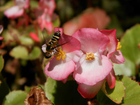 Bee on Blooming Flower