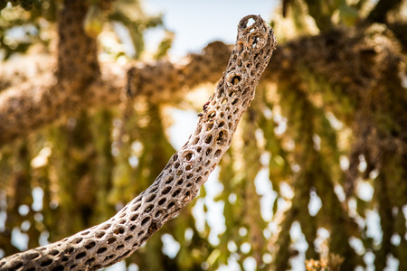 Desert Tree Branchの写真素材