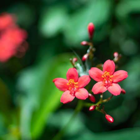 blooming violet coralの写真素材