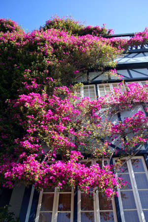 View of Lombard Street, the crookedest street in the world, San Francisco, Californiaの写真素材