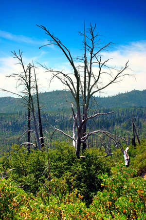 The Yosemite Valley in Yosemite National Park, Californiaの写真素材