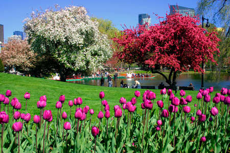 View of Boston Public Garden in spring
の写真素材