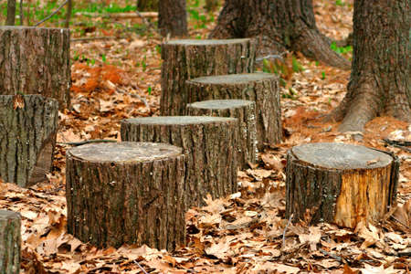 Tree Trunks
