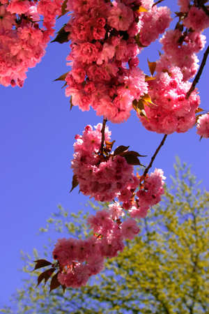 Flowers blossom in the spring
