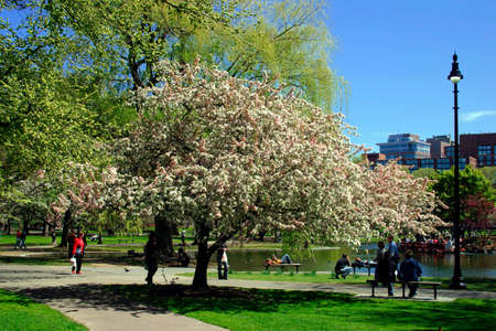 View of Boston Public Garden in springの写真素材