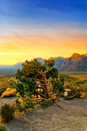 The Red Rock Canyon National Conservation Area is located just a few miles west of Las Vegas and encompasses 197,000 acres within the Mojave Desert.  Red Rock is an  area of world wide geologic interest and beauty. The most significant geologic feature ofの写真素材