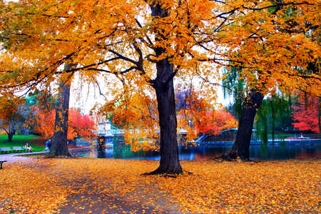 Autumn in Boston Public Garden, Massachusetts, USA
の写真素材