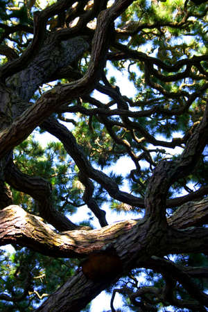 Japanese tea garden at Golden Gate Park, San Francisco, California
の写真素材