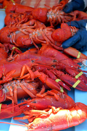 Maine Lobster Fest at Rockland
の写真素材
