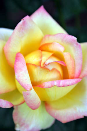 Roses
の写真素材