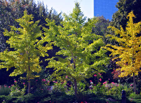 Fall foliage at the Boston Common and Public Garden
の写真素材