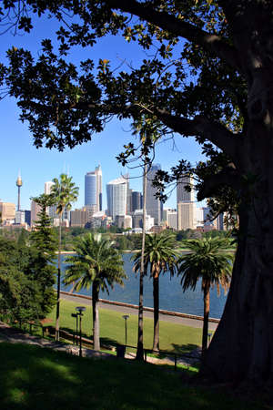 A view of Sydney's skyline from the Royal Botanical Garden
の写真素材