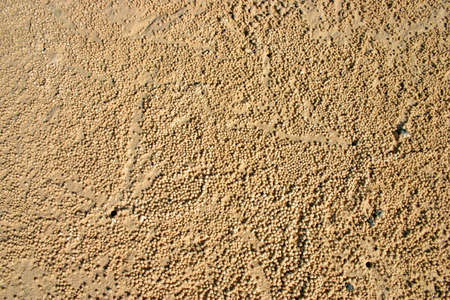 Fraser Island, Australia is the largest sand island in the world
の写真素材