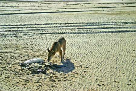 Dingoes on Frase Island, Australia
の写真素材