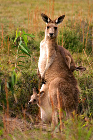 Kangaroo feeding on a field
の写真素材