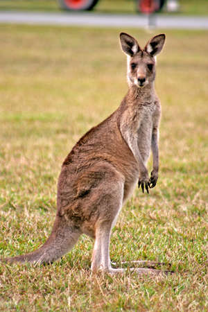 Kangaroo feeding on a field
の写真素材