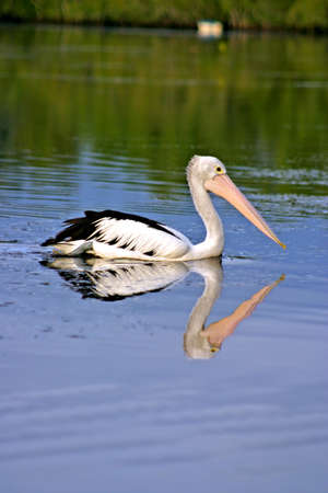 Pelican
の写真素材