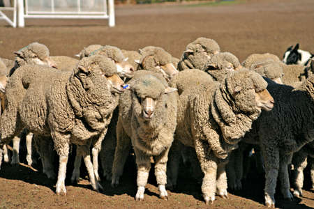 Sheep
の写真素材