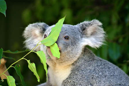 Koala Bear
の写真素材