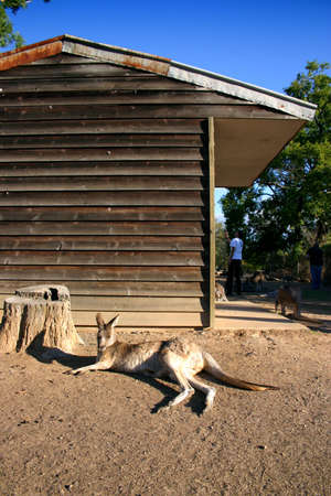 A kangaroo is a marsupial from the  Macropodidae\r\nの写真素材