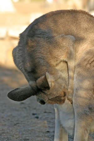A kangaroo is a marsupial from the  Macropodidae\r\nの写真素材