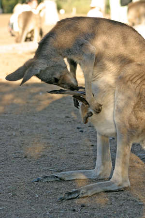 A kangaroo
の写真素材