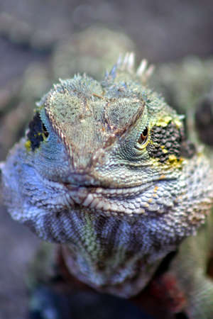 Iguana
の写真素材